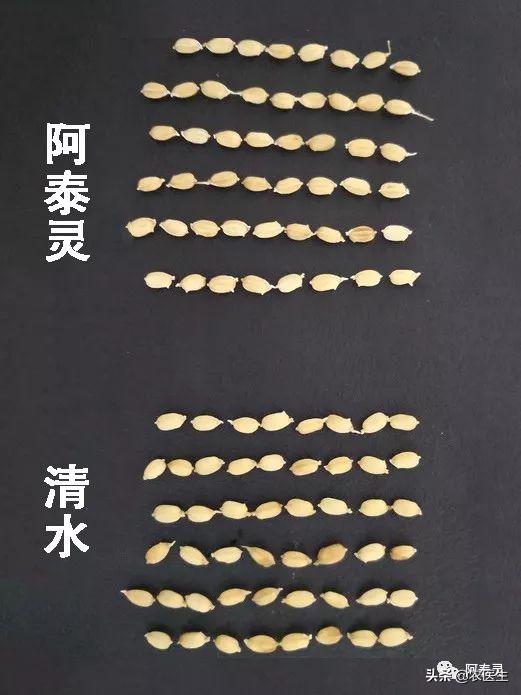 水稻苗床最怕的一种病害立枯病,水稻育秧病害防治