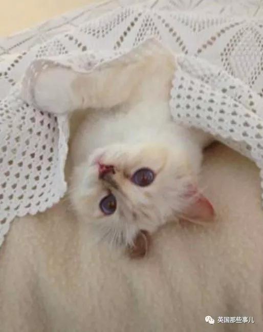 老佛爷的猫继承多少遗产,老佛爷去世后财产留给了一只猫