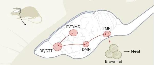 压力是怎么影响人的免疫力,压力大为什么会升温