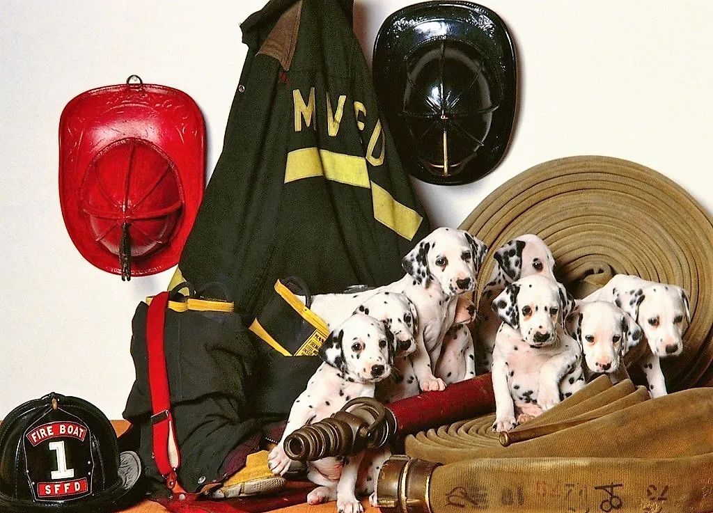 消防犬斑点狗技能,美国消防犬斑点狗