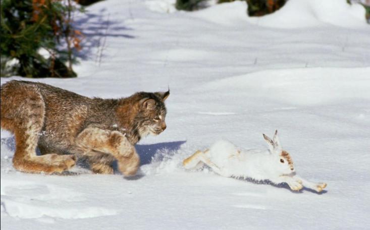 狼见到鬣狗会怎么样,狼见了都害怕的狗