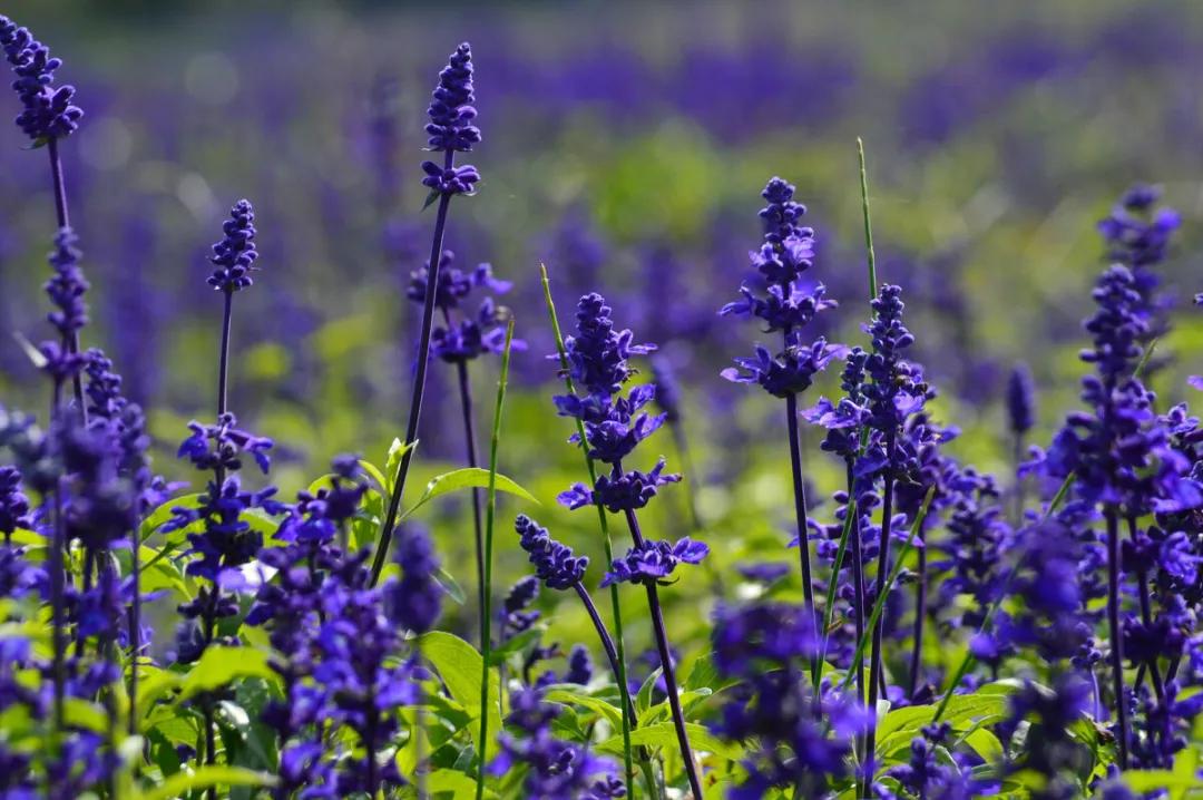 漱口水可以起到什么样的效果,漱口水有什么作用可以经常用吗