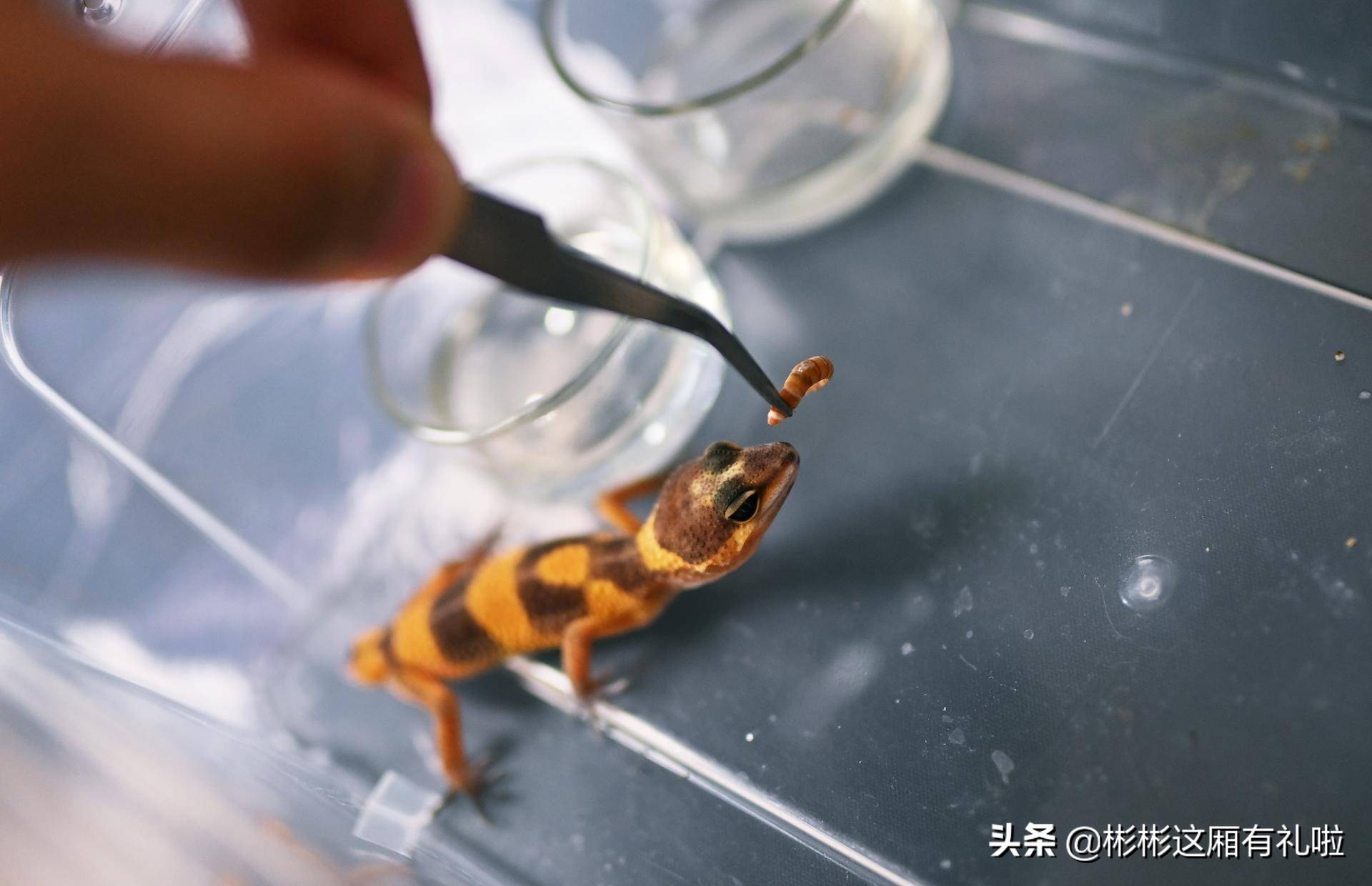 守宫新手养一只还是两只,守宫小白怎么养