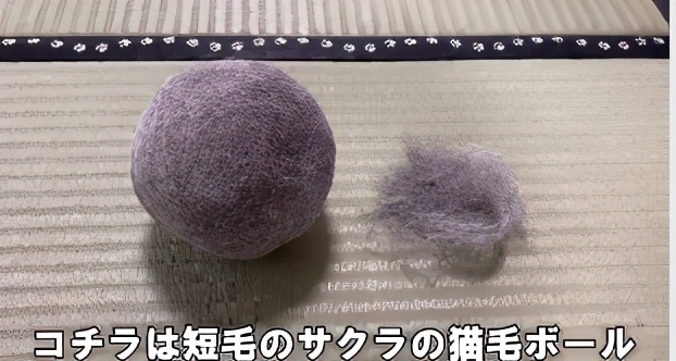 网友晒出5颗巨型毛球，救命！我快要窒息了