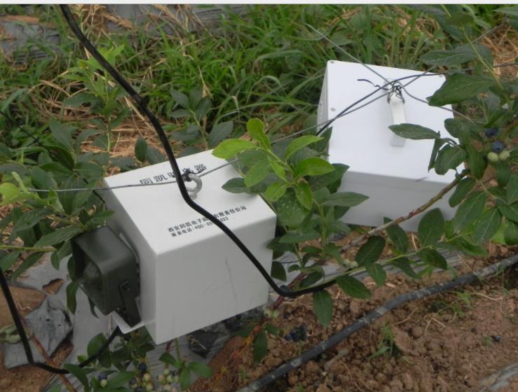 90后小伙种上百亩野果覆盆子,种植一年就可以挂果的蓝莓