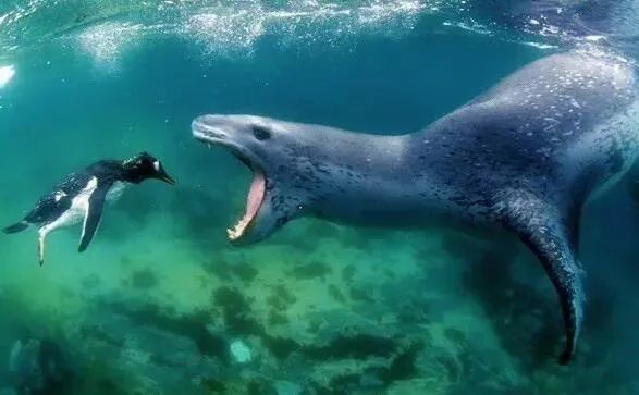 这届年轻人有多清醒,这届年轻人怎么爱上吸熊猫的