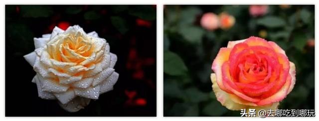 38抢从化宝趣玫瑰世界1大1小票赏春赏花赏美景不负*光春**不负卿