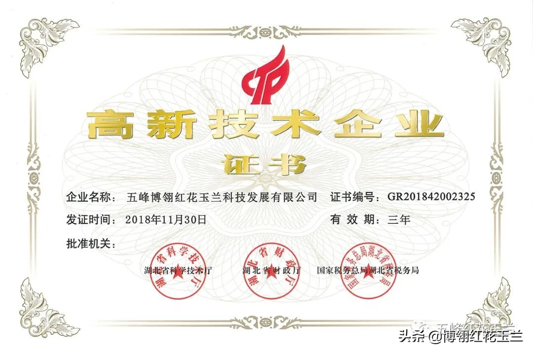 娇红一号玉兰真假识别,娇红一号玉兰和黄鸟玉兰区别