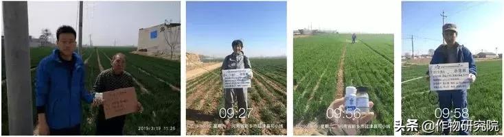 赤霉病白粉病锈病哪个减产厉害,赤霉病和小麦白粉病