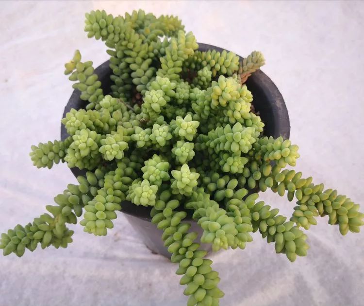 一花一世界多肉园艺,一花一世界一叶一菩提多肉植物