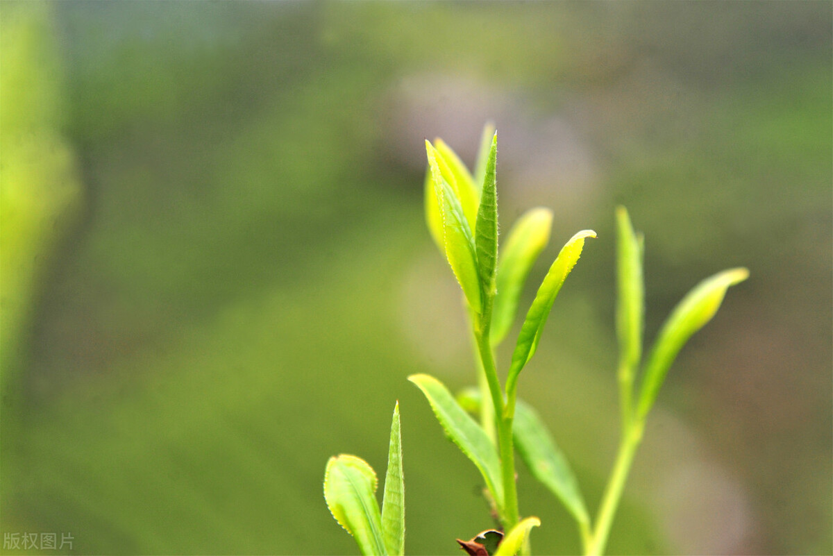 曝光过“古树茶”内幕,岩茶十大骗局茶叶排名