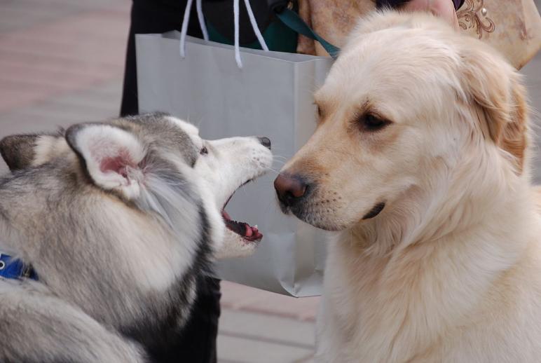 金毛吃得多怎么养,金毛吃进去食物多久能消化