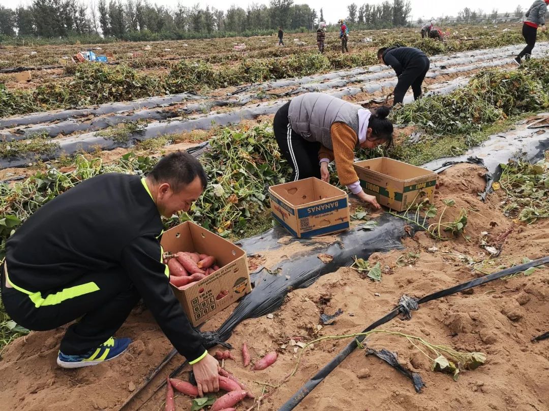 瓦房店地瓜价格,瓦房店地瓜几月份成熟