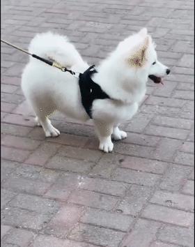 柯基和柯基生出的宝宝长得像吗,来看看柯基强大的基因