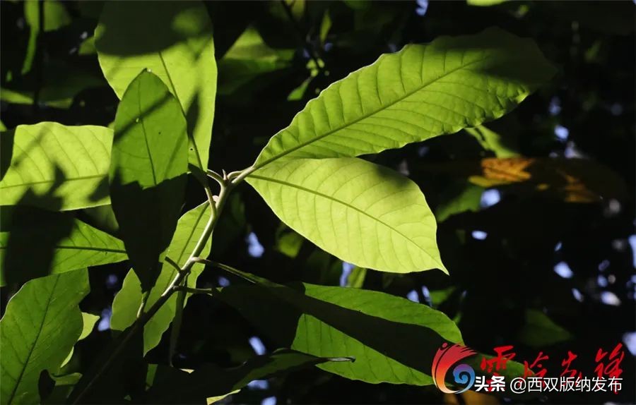 cop15昆明植物园,cop15红河