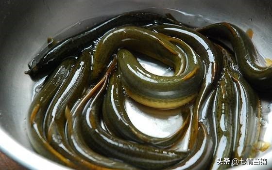 吃泥鳅有六大好处,女性吃泥鳅的好处