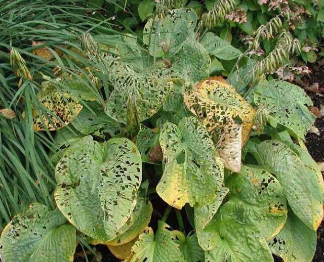 养的花老是被蜗牛吃掉怎么办,蜗牛总是吃花的叶子怎么防