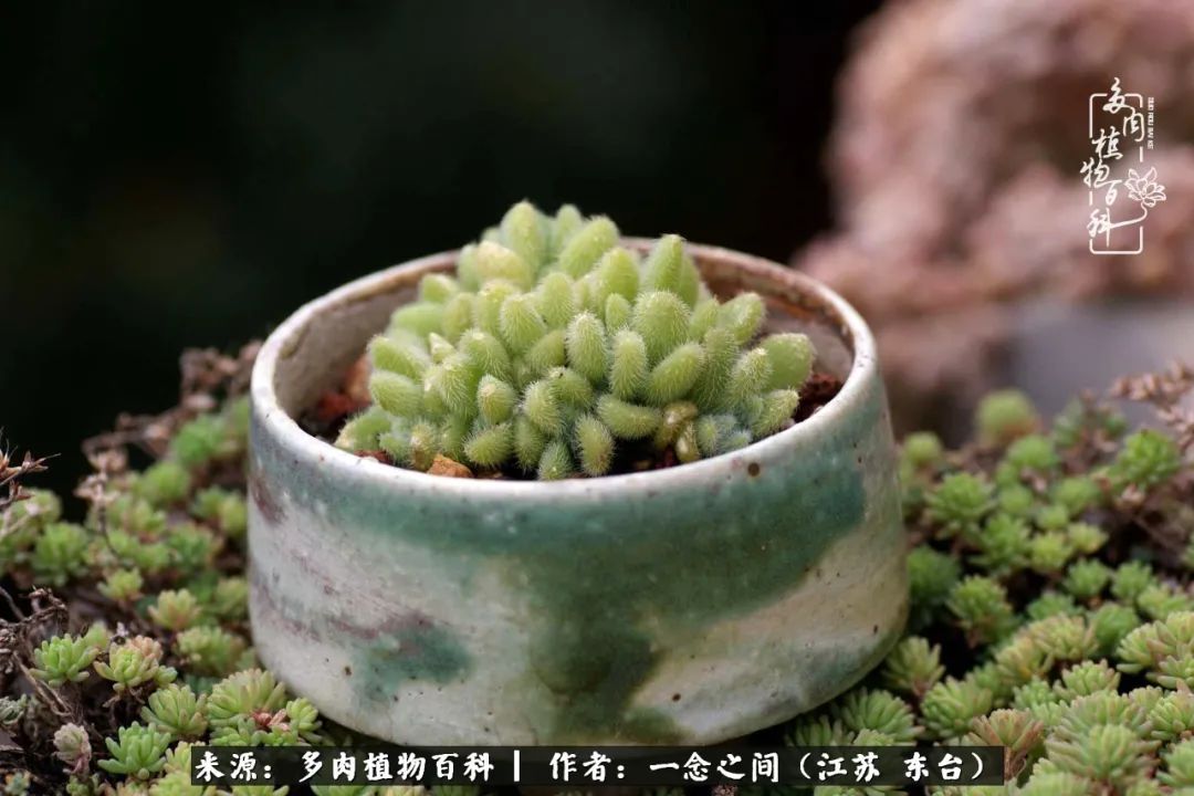 一见多肉误终生,一见多肉误终生从此钱包成路人