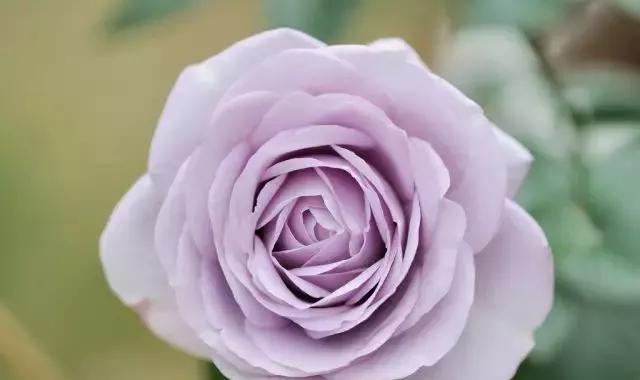 玫瑰花有哪些品种,玫瑰花有哪些品种大全