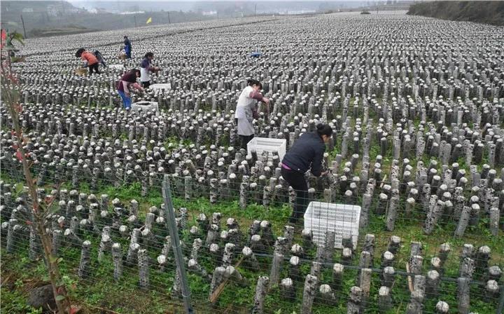 遵义市县区脱贫顺序,遵义的贫困县有哪些