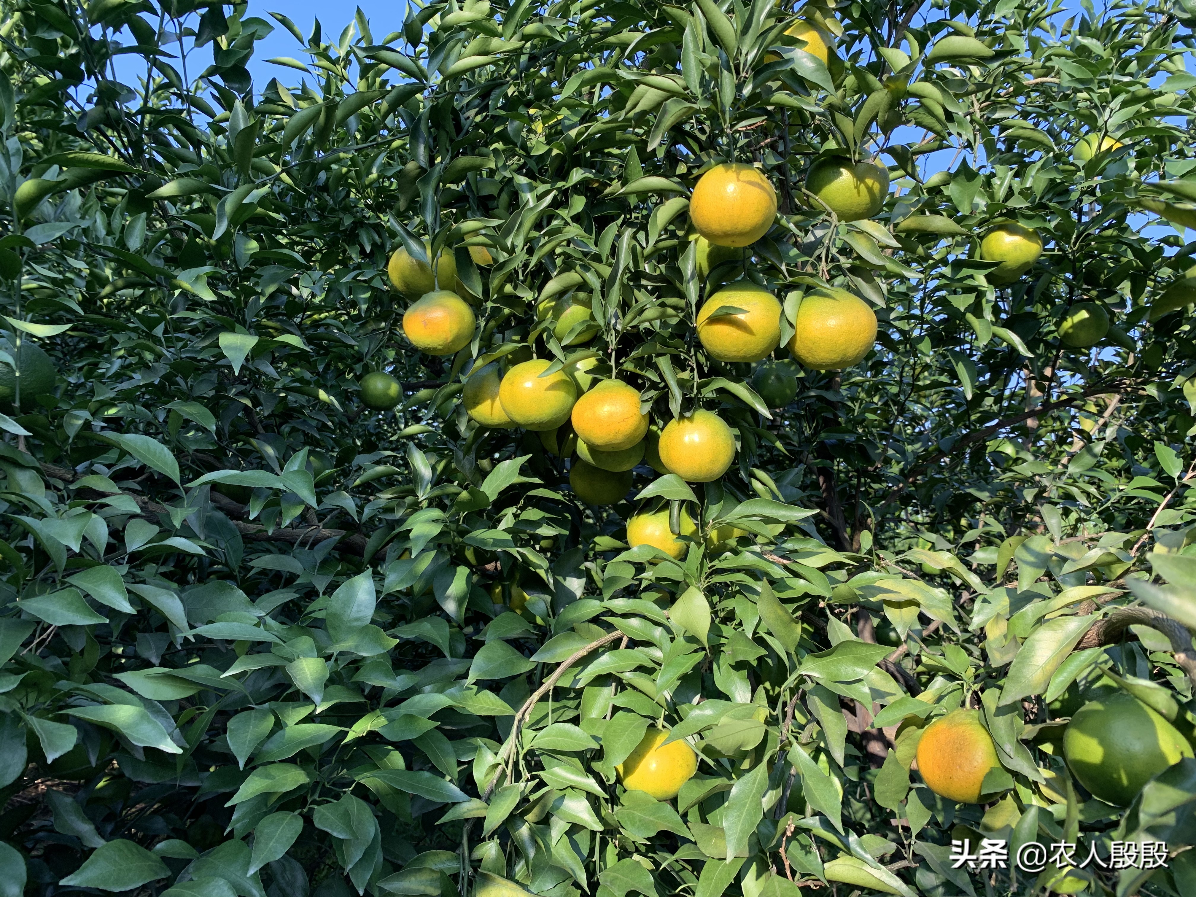 柑橘溃疡病树脂病用什么杀菌剂,柑橘树脂病最有效的杀菌剂