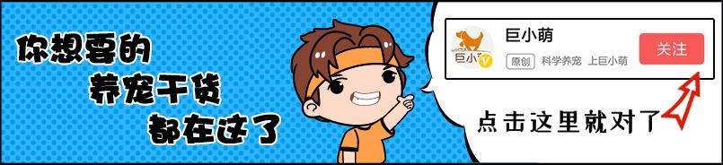 狗狗能吃煮熟的豌豆吗,狗狗能吃蚕豆豌豆吗