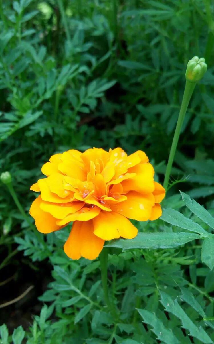 孔雀草叶,孔雀草花色艳丽