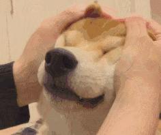 养纯种还是混血狗,养纯种狗