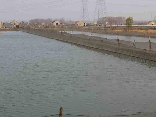 泥鳅黄鳝种苗如何人工越冬,冬天怎样让泥鳅在水里最活跃