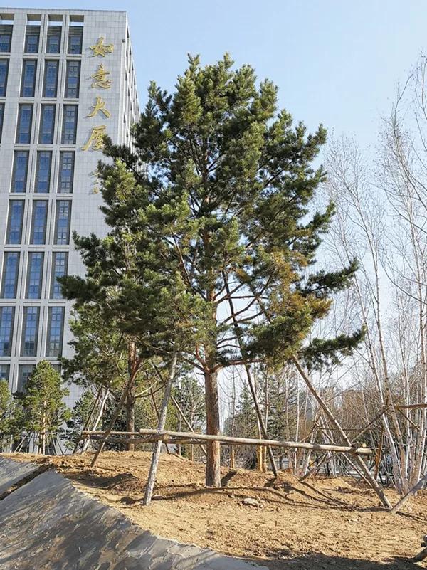 苗木栽植后应加强养护管理,苗木支撑加固方法