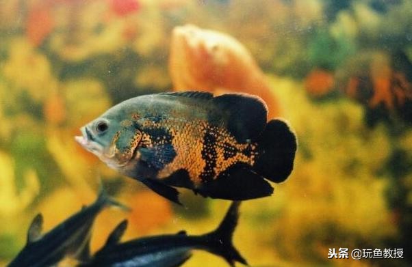 龙鱼为什么喜欢打斗,龙鱼喜欢打架