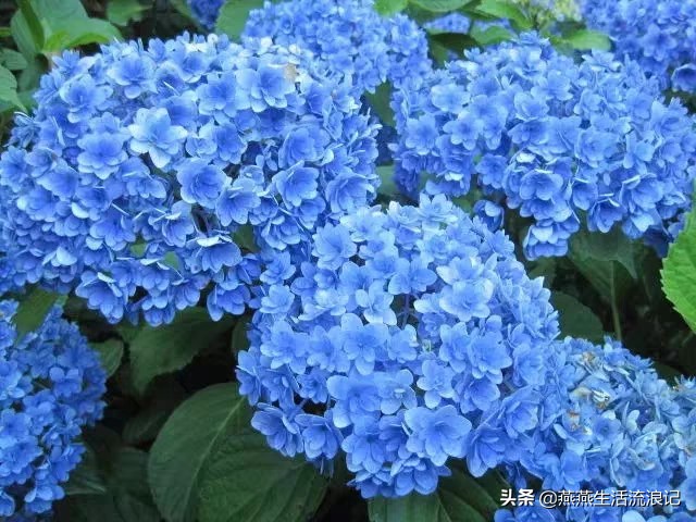 万华镜绣球花发白是什么原因,万华镜绣球花怎么把枝干养粗