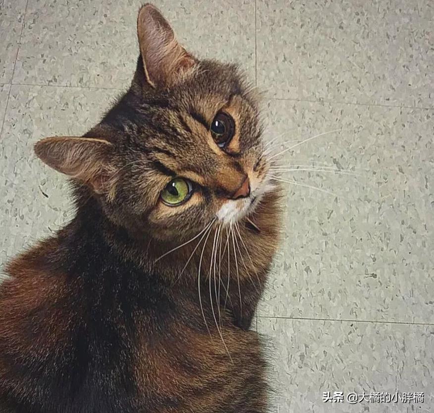 流浪猫站在宠物店门口不肯离去,流浪猫站在宠物店门口