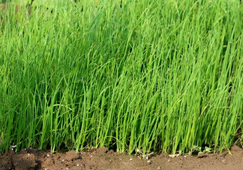小香葱5月份可以分根种葱吗,小香葱的种植方法