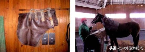 如何纠正马踢人,怎么防止马踢人