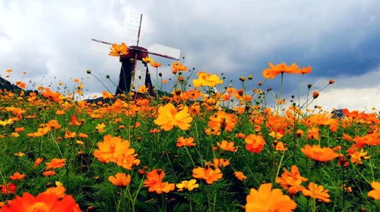 五一草花摆放的图片,春天常见的40种花图片