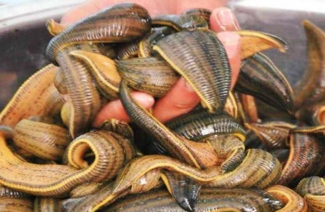 蚂蝗软黄金,野生蚂蝗和养殖蚂蝗为什么区别大