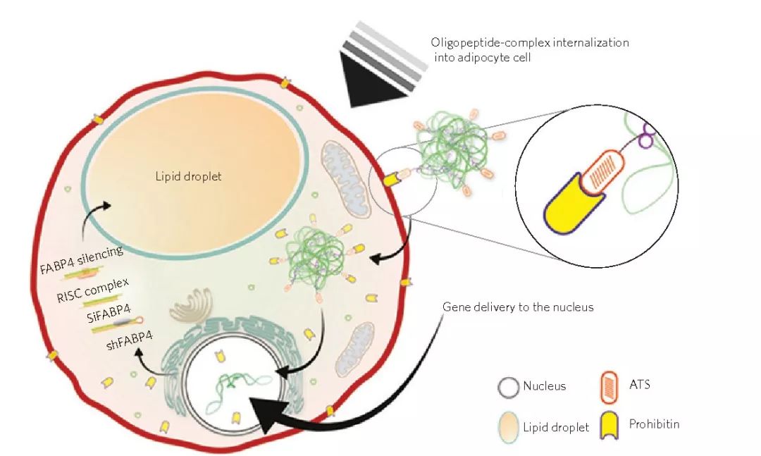 胖子们的福音？韩国科学家用“上帝的手术刀”切下了——肥肉