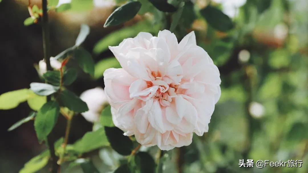 五一莫奈庄园一日游,五一不出游在家门口看风景