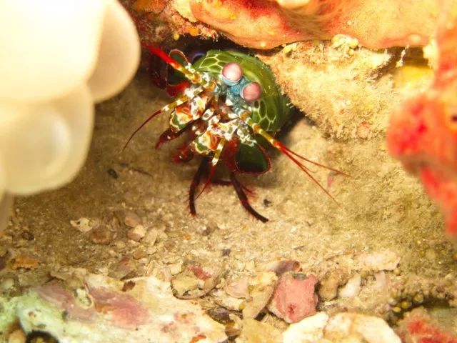 泰国即将要开放的岛,泰国封岛最新消息