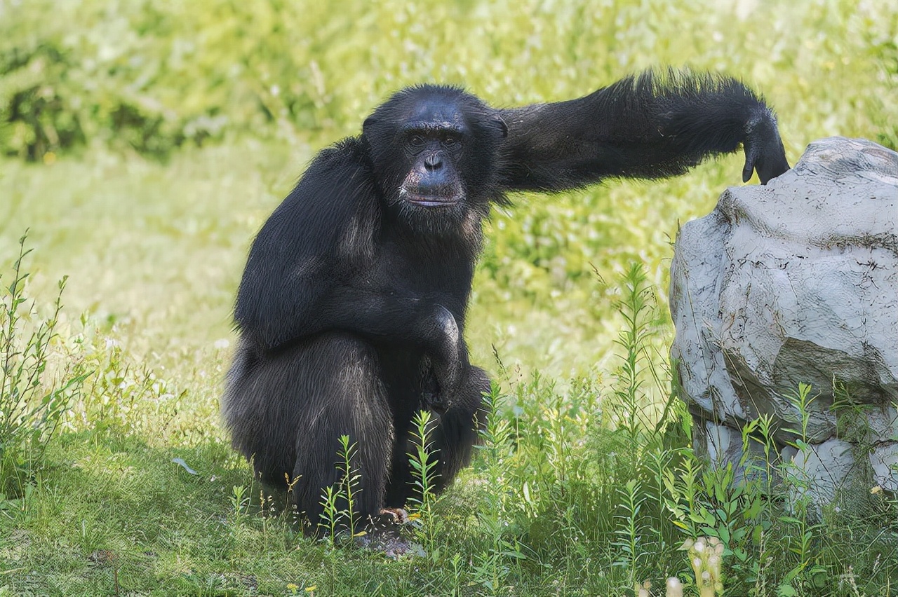 为何脱毛？114万年前人类褪去毛发，留下腋窝、阴毛究竟有啥用？