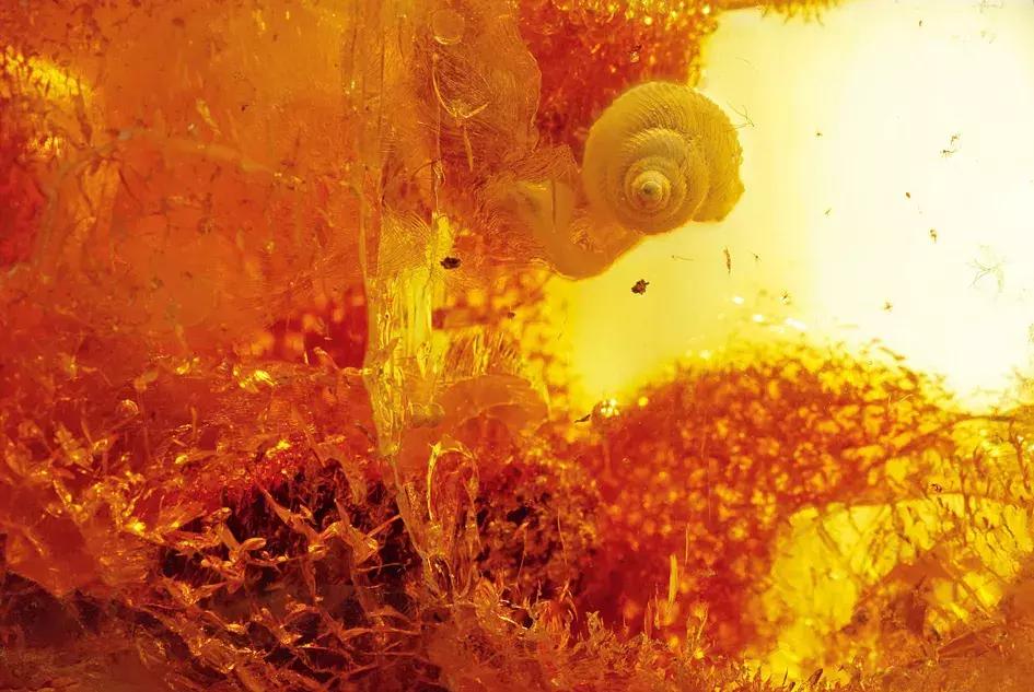 波罗的海琥珀融化,波罗的海琥珀俄罗斯料