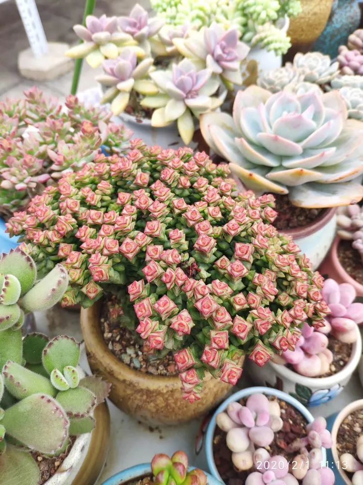 多肉不适合新手养,多肉入坑到什么程度好