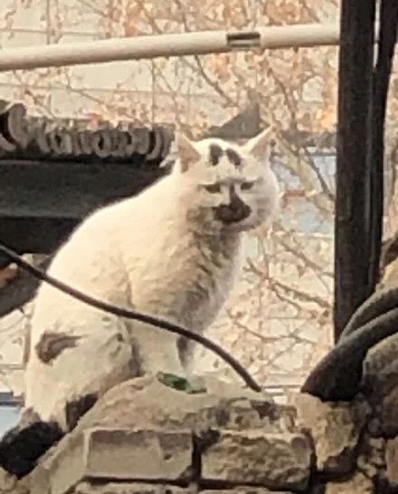 丑猫大赛视频完整版,2020年丑猫大赛看看丑到你了没