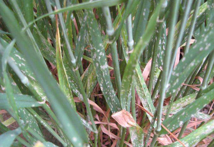 小麦白秆病的危害和防治,小麦黄粉病的防治方法