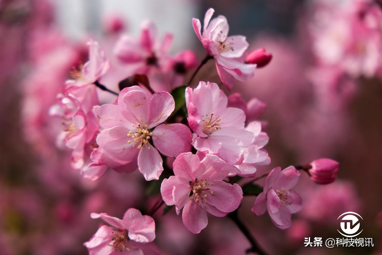 千元照片打印机横评,千元以内性价比高的打印机推荐