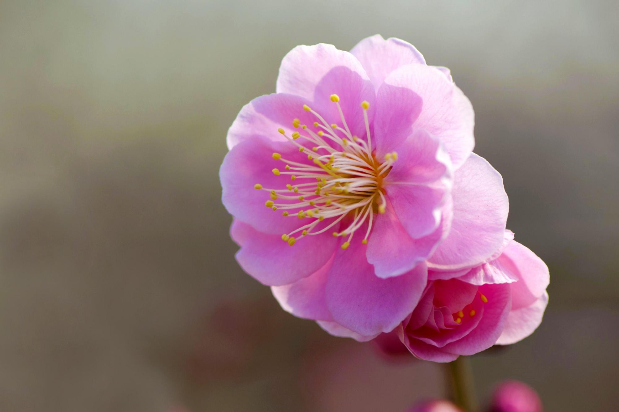 最经典咏梅诗100首,两句完整的咏梅的古诗