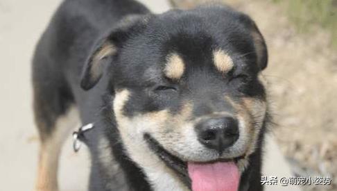 土狗分为哪三种狗品种呢,小土狗都有哪种品种的狗