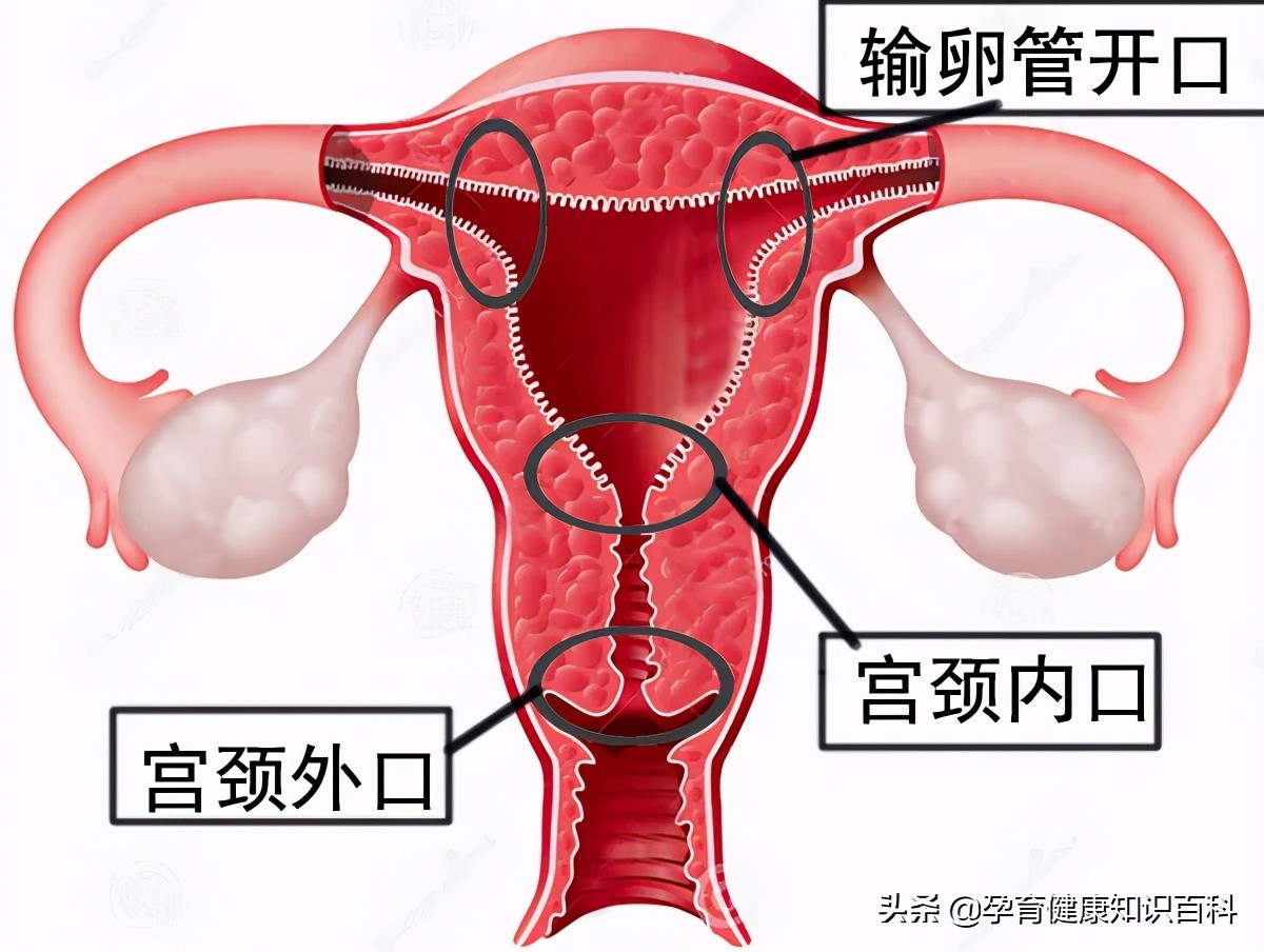 怀孕那些事儿孕中期,怀孕那些事儿观看