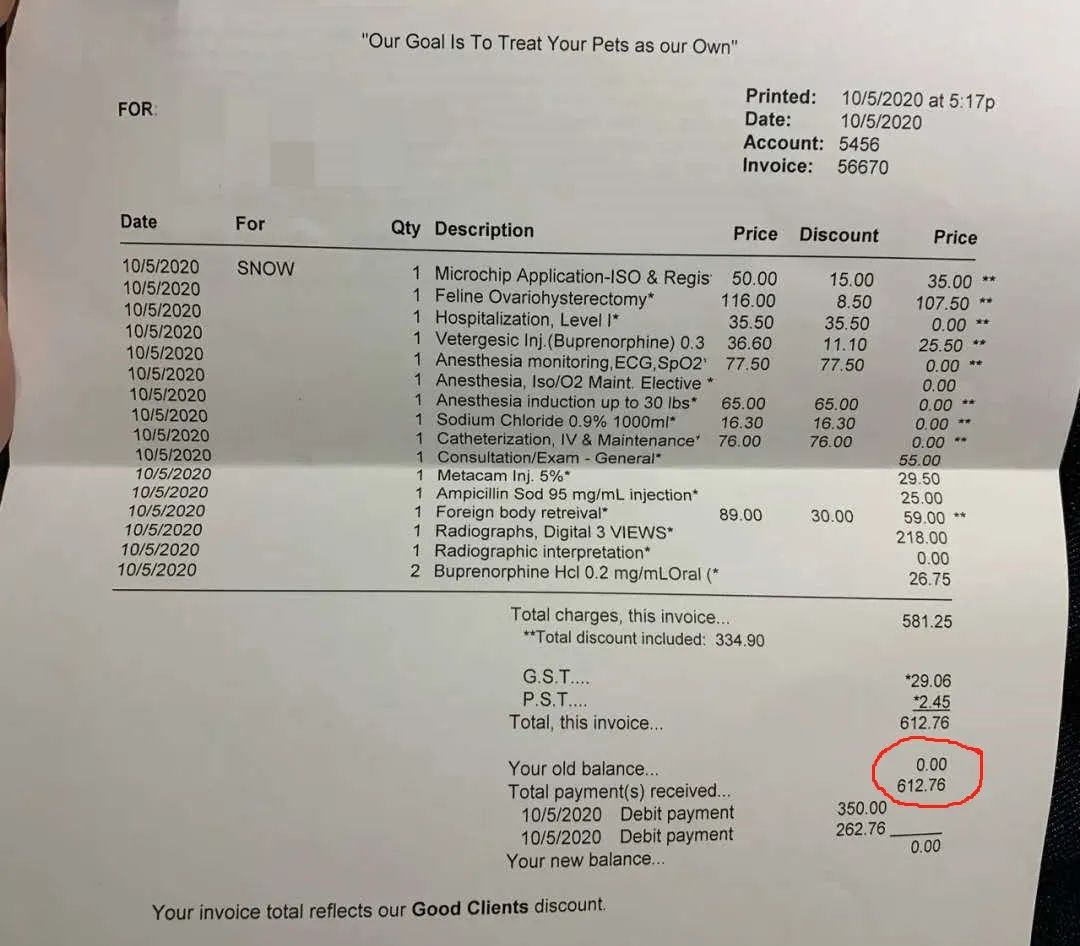 “我居然从猫屁股拽出了一根针！太可怕了！”